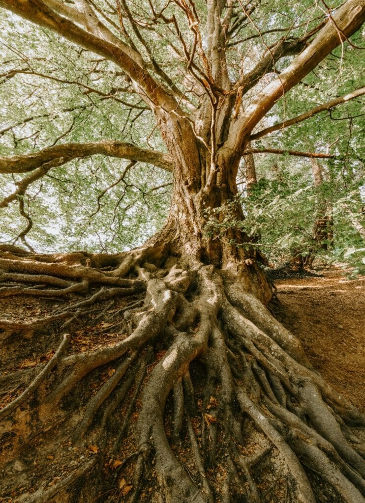 Entretenir ses arbres pour un parc aventure durable